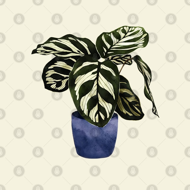 Calathea plant indoorplant by Elbuenlimon