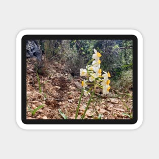 White Wild Narcissus Flower Magnet