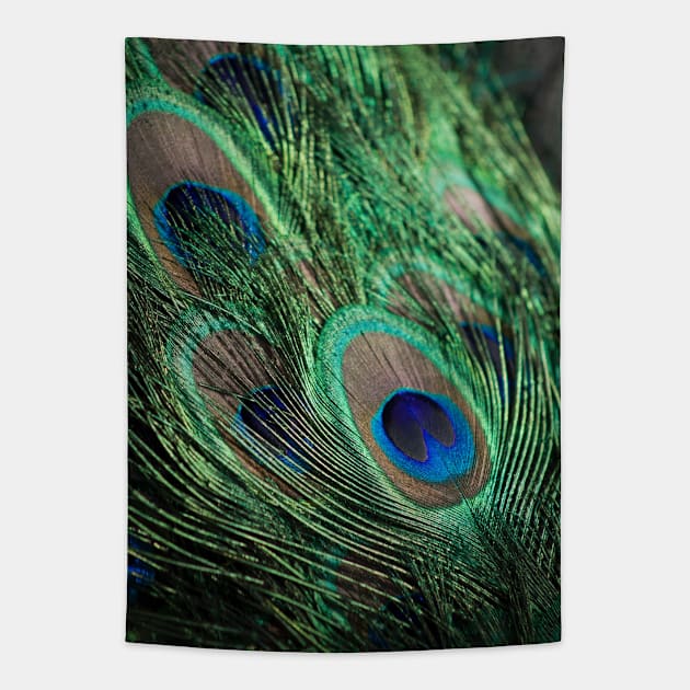 Peacock Feather Tapestry by NewburyBoutique