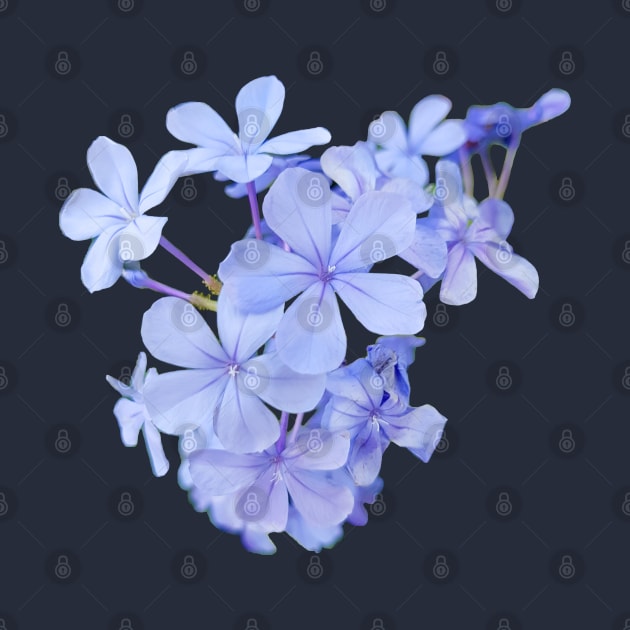 Little Blue Flowers Photo by ellenhenryart