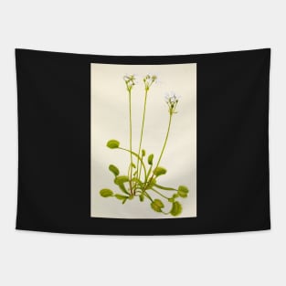 Venus flytrap - Botanical Illustration Tapestry