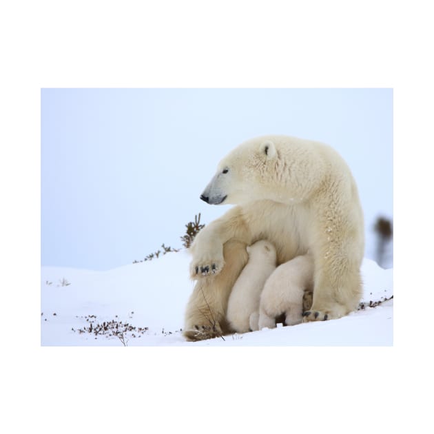 Mother polar bear nursing her newborn cubs by mjoncheres