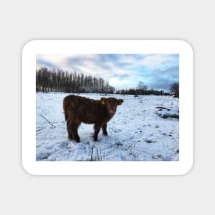 Scottish Highland Cattle Calf 1606 Magnet