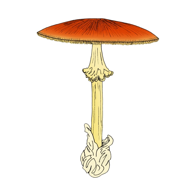 Amanita jacksoni by Stanton