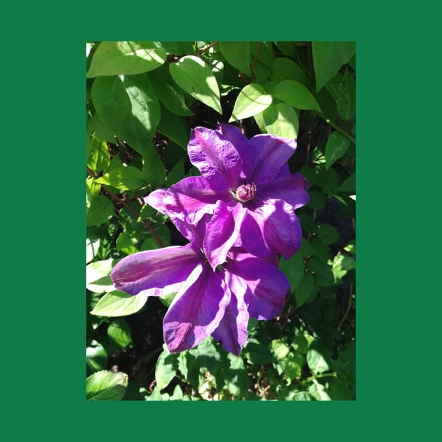 Purple clematis photograph by esvb