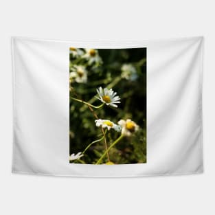 Chamomile Tapestry