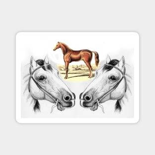 Horse head Magnet