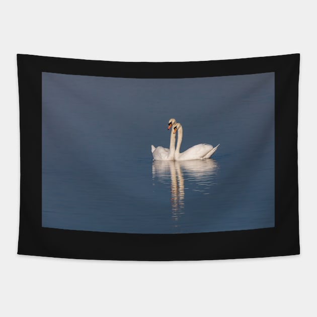 Swan pair Tapestry by AYatesPhoto