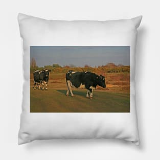 Shetland Cattle, Turbary Common, March 2021 Pillow