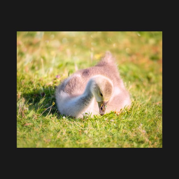 Gosling Catches Some Rays in Oregon by JeffreySchwartz