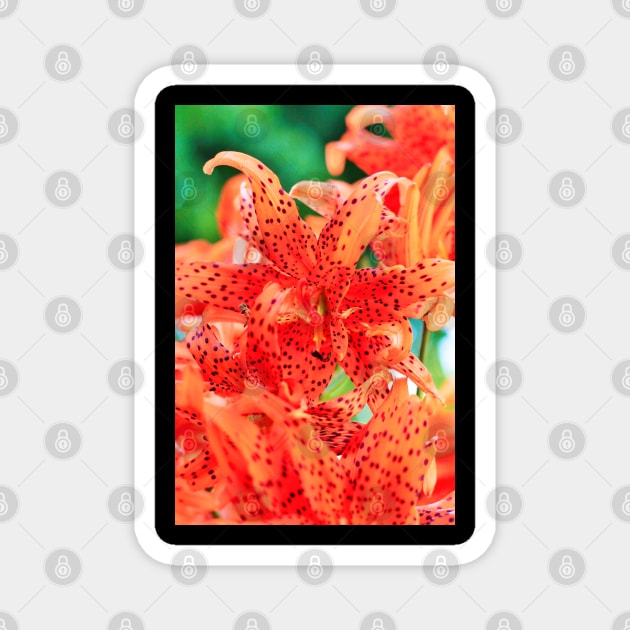 Display of Speckled Orange Tiger Lilies Magnet by Shell Photo & Design