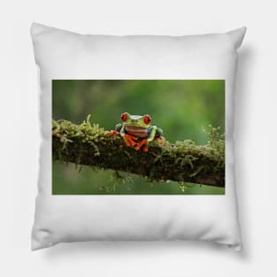 Red-eyed Tree Frog - Costa Rica Pillow