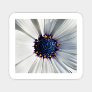 Closeup of white African daisy Magnet