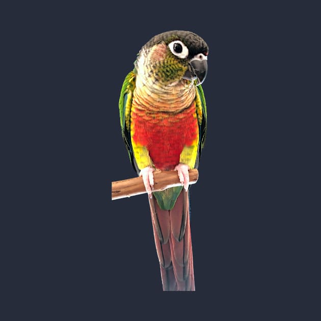 Green Cheek Conure Parrot Bird design, Love for birds by TatianaLG