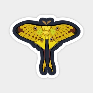 Comet Moth of Madagascar Magnet