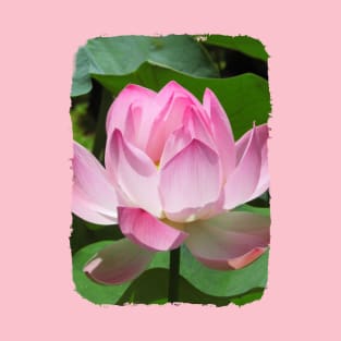 Pink Lotus T-Shirt