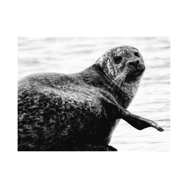 Harbor Seal by PhoToddGraphy