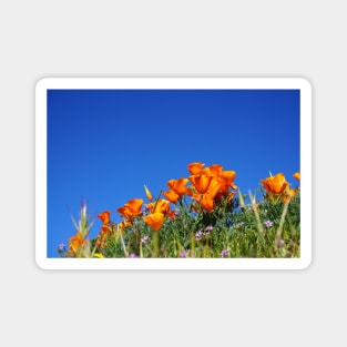 California Poppies and Blue Skies Photograph Magnet