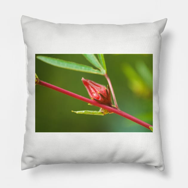 blla red bud Pillow by pcfyi