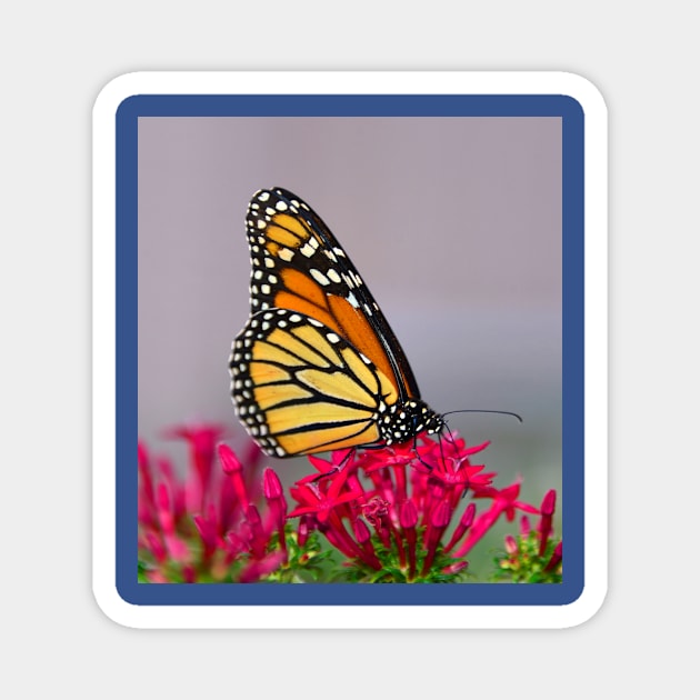 Beautiful Butterfly Magnet by dltphoto