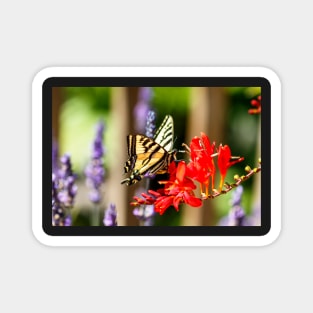 Swallowtail butterfly on crocosmia Magnet