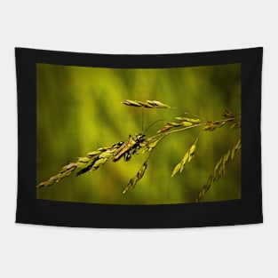 WHY GRASSES MAYBE BE SO IMPORTANT! Tapestry