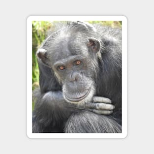 Chimpanzee Magnet