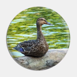 Female Mallard Duck Sitting On A Log Pin