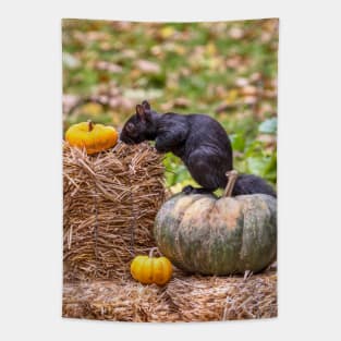 Squirrel examines a small orange pumpkin Tapestry