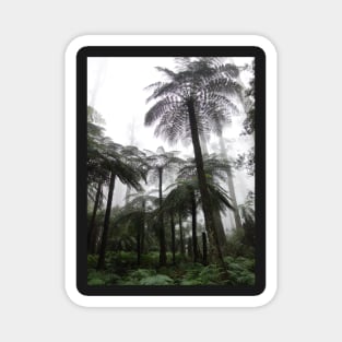 Misty Rainforest Ferns Magnet