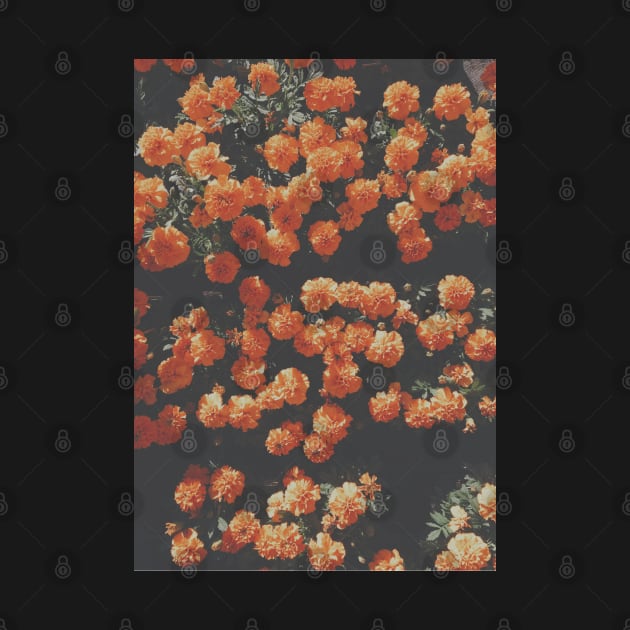 Orange Flowers by Islanr