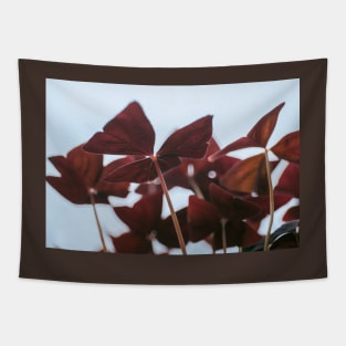 Oxalis Tapestry