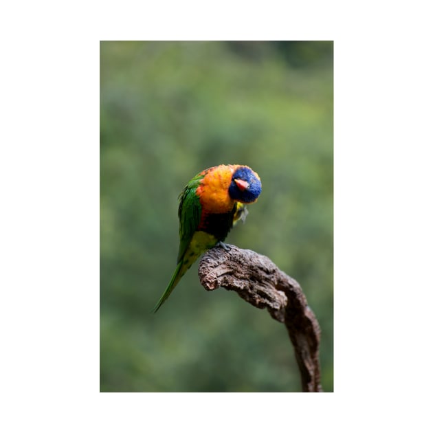 Upside Down Lorikeet by GP1746