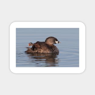 Where's Timmy? - Pied-billed Grebe Magnet