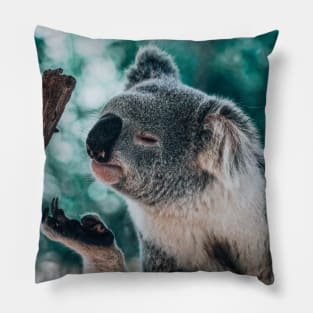 Koala Pillow