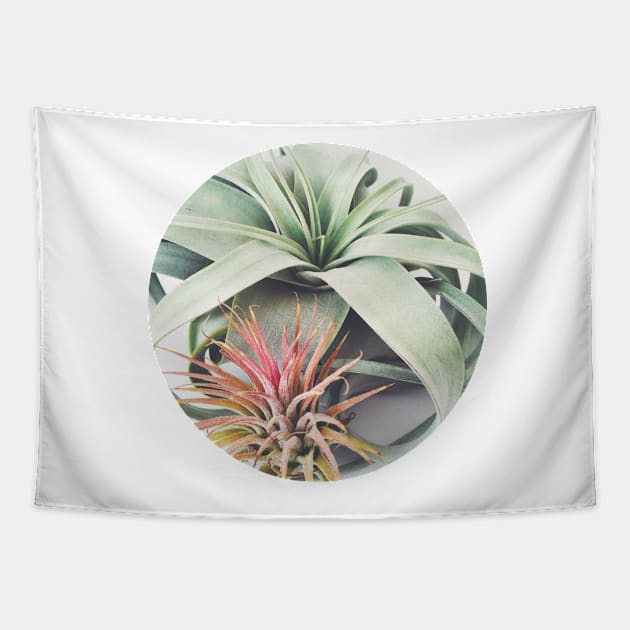 Air Plant Collection III Tapestry by Cassia