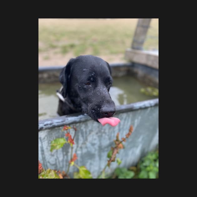 labrador dog with tongue out by Captain-Jackson