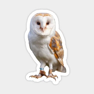 Barn Owl Magnet