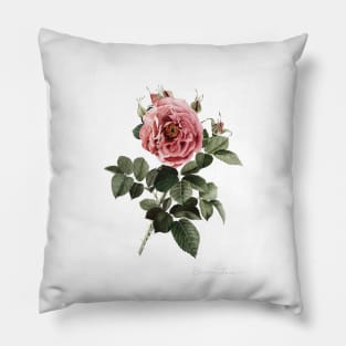 Red English Rose Pillow