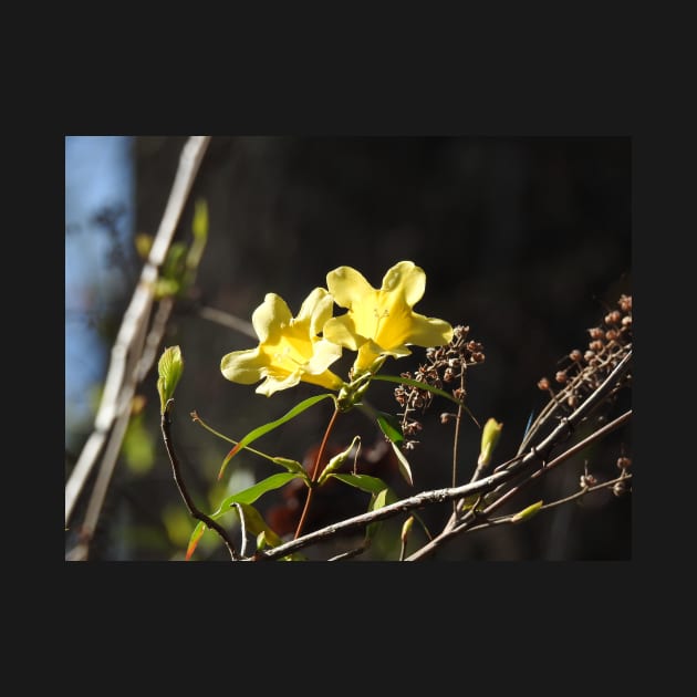 Yellow jessamine wildflowers, nature, gifts by sandyo2ly