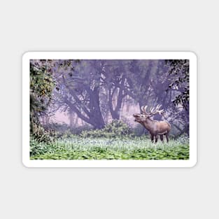 Rutting Red Deer Magnet