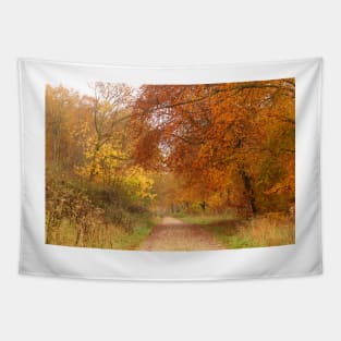 Forest Walk in Autumn Tapestry