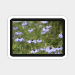 Love in a Mist Magnet