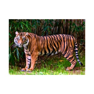 Majestic Sumatran Tiger T-Shirt