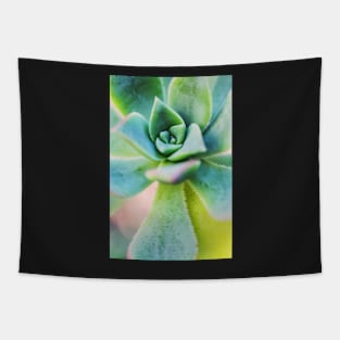 Pastel Succulent Tapestry