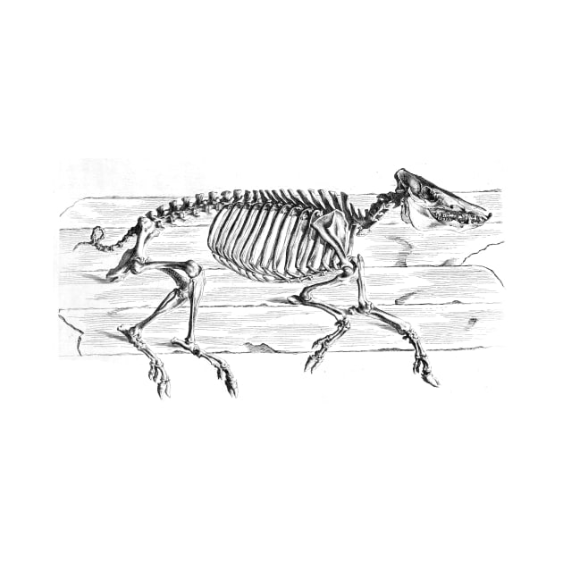 Osteographia - Hog by Allegedly