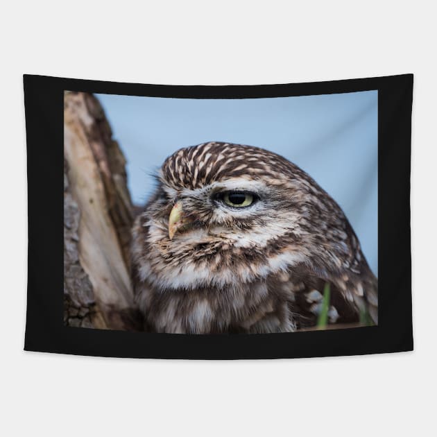 Little owl perched on at tree trunk Tapestry by Dolfilms