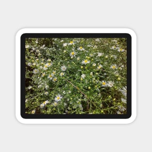 Autum Aster Wildflowers Magnet