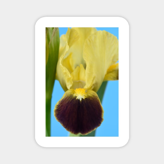 Bearded iris Magnet by chrisburrows