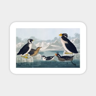 Group of auks and auklets, artwork (C011/2992) Magnet